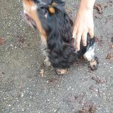 Picture of dog found at Andernos Les Bains