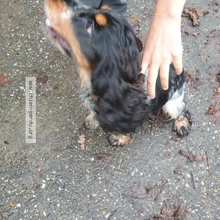 Photo 1/1 Found dog Found in Andernos les bains