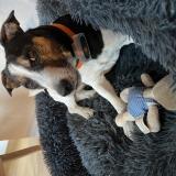 Picture of dog lost at Bourg Saint Maurice