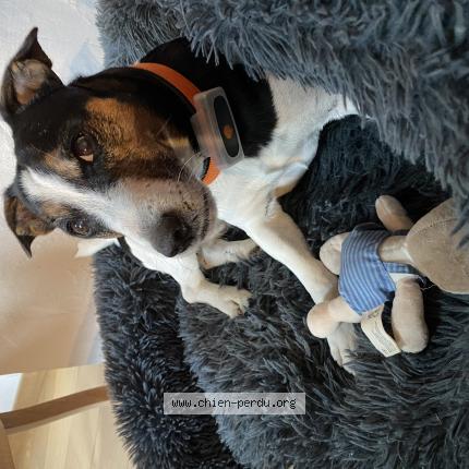 Photo 1/1 Jazz Chien lost in Bourg saint maurice