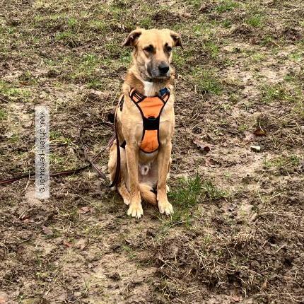 Photo 1/1 Billie Chien lost in Mont saint aignan