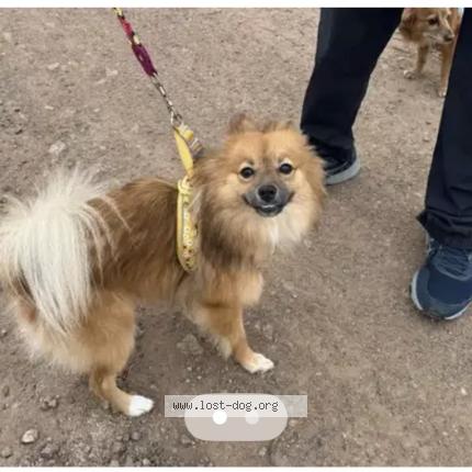 Photo 1/1 Sprinkles - POMERANIAM Chien lost in Phoenix