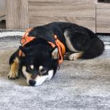 Picture of dog lost at Cuttoli Corticchiato