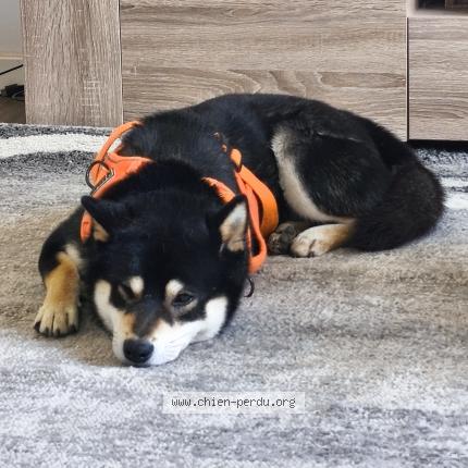 Photo 1/1 Snow Chien lost in Cuttoli corticchiato