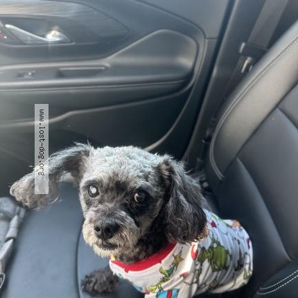 Photo 1/1 Reunited dog Found in Greenville