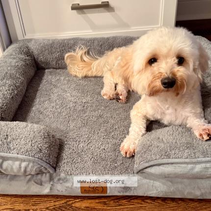 Photo 1/1 Biscuit Chien lost in Naperville