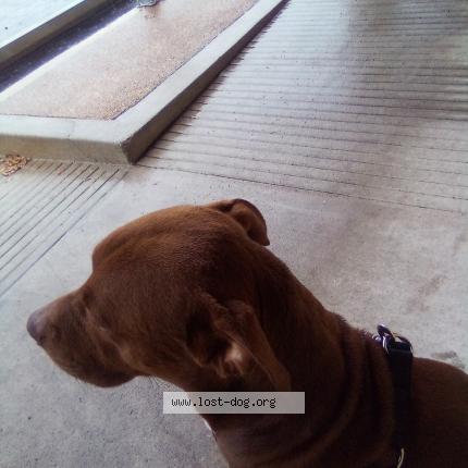 Photo 1/1 COFI Dog lost in Austin