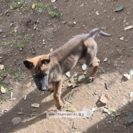 Photo 1/1 Loky Chien lost in Murets