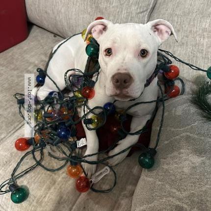 Photo 1/1 Frosty Dog lost in South elgin