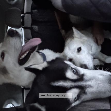 Photo 1/1 Found dog Found in Rowland heights