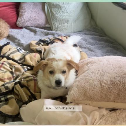 Photo 1/1 Sebastian Ellis Dog lost in Mcclellanville