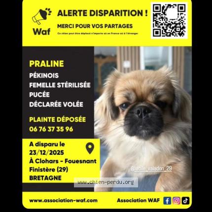 Photo 1/1 Praline Chien lost in Clohars fouesnant