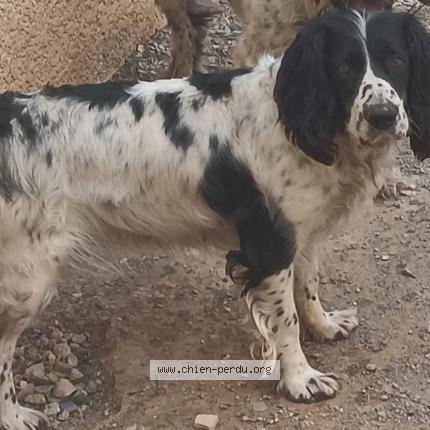 Photo 1/1 Nyna Dog lost in Portiragnes