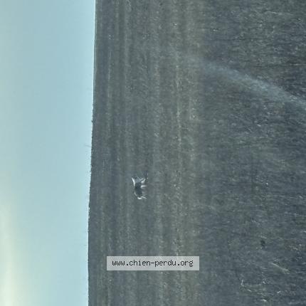 Photo 1/1 Found dog Found in Ferriere en bray