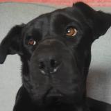 Picture of dog lost at Massieux Civrieux