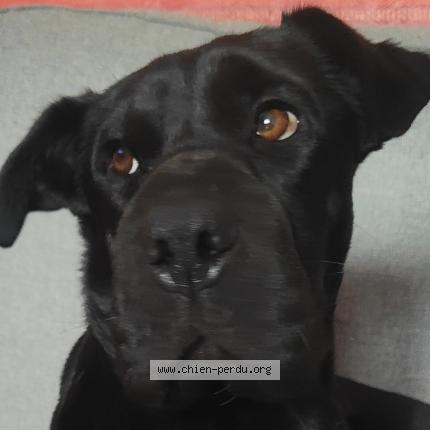 Photo 1/1 Popy Chien lost in Massieux civrieux