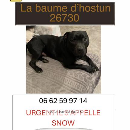 Photo 1/1 Snow Chien lost in La baume d hostun
