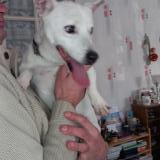 Picture of dog found at Allonnes