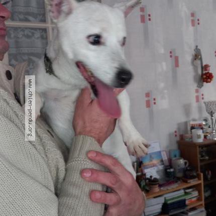 Photo 1/1 Found dog Found in Allonnes