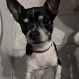 Picture of dog lost at Eloise