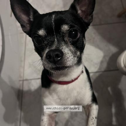 Photo 1/1 Peanut Chien lost in Eloise