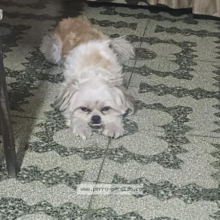 Photo 1/1 Dulce Chien lost in Lima