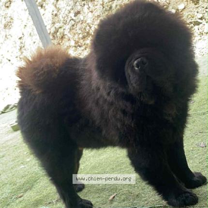 Photo 1/1 Taiwan Chien lost in Hampigny