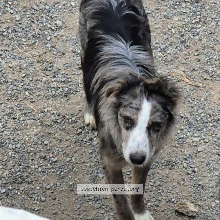 Photo 1/1 Moustic Dog lost in Vabre tizac