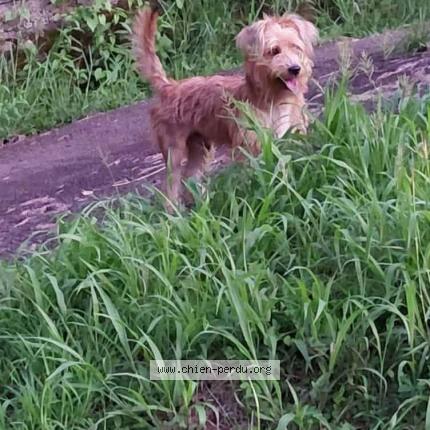 Photo 1/1 Kanou Dog lost in Le robert