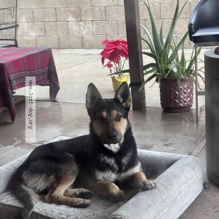 Photo 1/1 Found dog Found in Loma linda