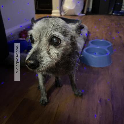 Photo 1/1 Found dog Found in Conway