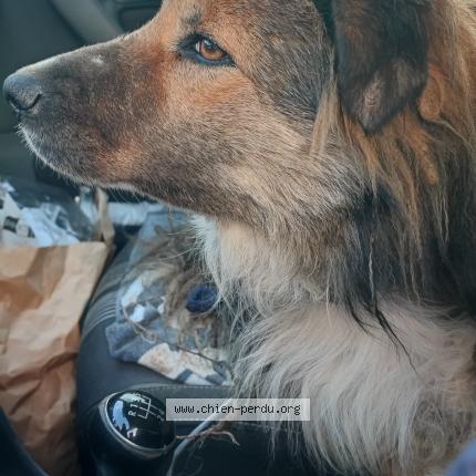 Photo 1/1 Found dog Found in Rougiers