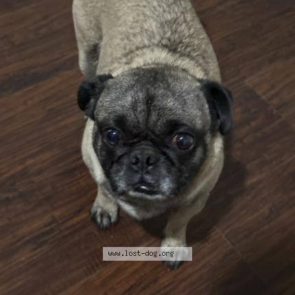 Photo 1/1 Lorena Martinez Dog lost in Mecca