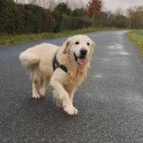 Picture of dog found at Montans