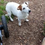 Picture of dog found at Marseille