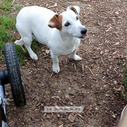 Photo 1/1 Found dog Found in Marseille