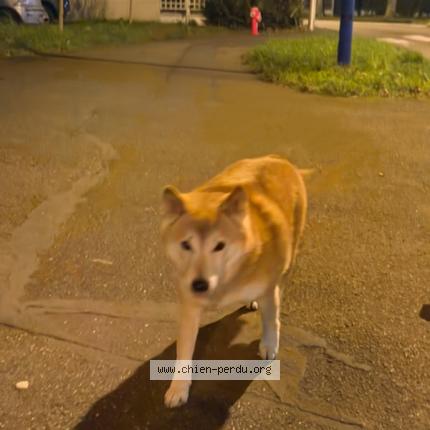 Photo 1/1 Dog reunited Found in Sotteville les rouen
