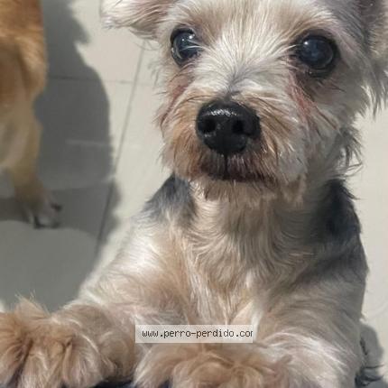 Photo 1/1 Kuqui Chien lost in Santo domingo oeste