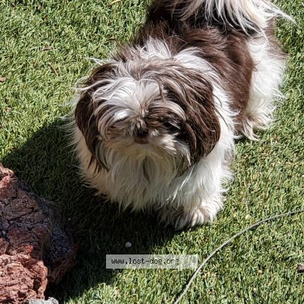 Photo 1/1 Winnie Chien lost in Phoenix