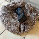 Picture of dog lost at Louviers Haute Normandie