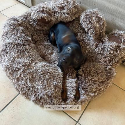 Photo 1/1 antony leviau Chien lost in Louviers haute normandie