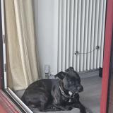 Picture of dog lost at Mouans Sartoux