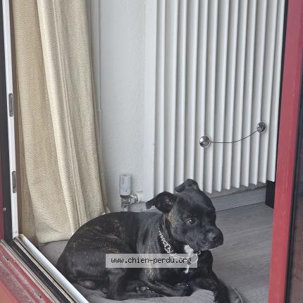 Photo 1/1 Simba Chien lost in Mouans sartoux