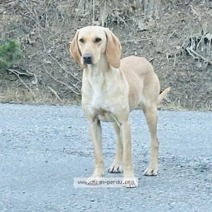 Photo 1/1 Found dog Found in Gap