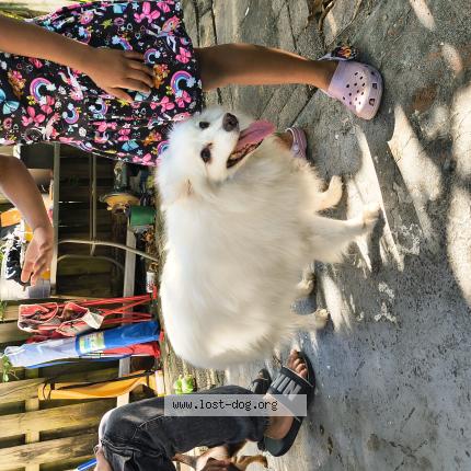 Photo 1/1 Reunited dog Found in Fort lauderdale
