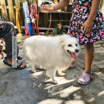 Photo 1/1 Reunited dog Found in Fort Lauderdale