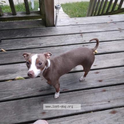 Picture of dog lost at Milwaukee