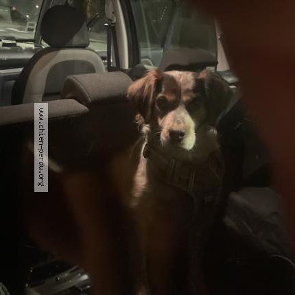 Photo 1/1 Found dog Found in Wasquehal