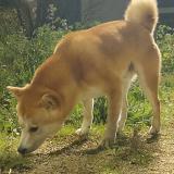 Picture of dog found at Chateaurenard