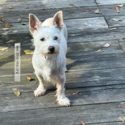 Photo 1/1 Found dog Found in Cartersville